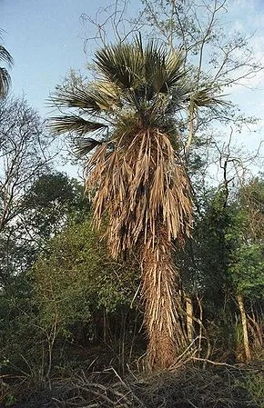 Palma carandilla